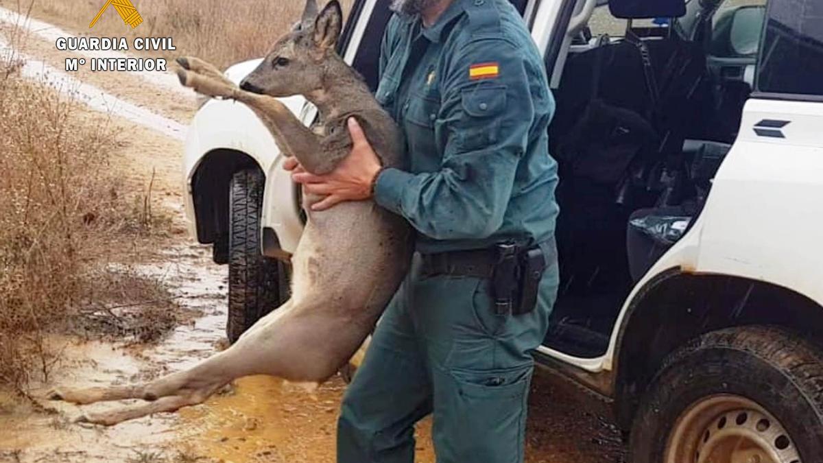 Recuperación de un corzo en Villanueva de Azoague.