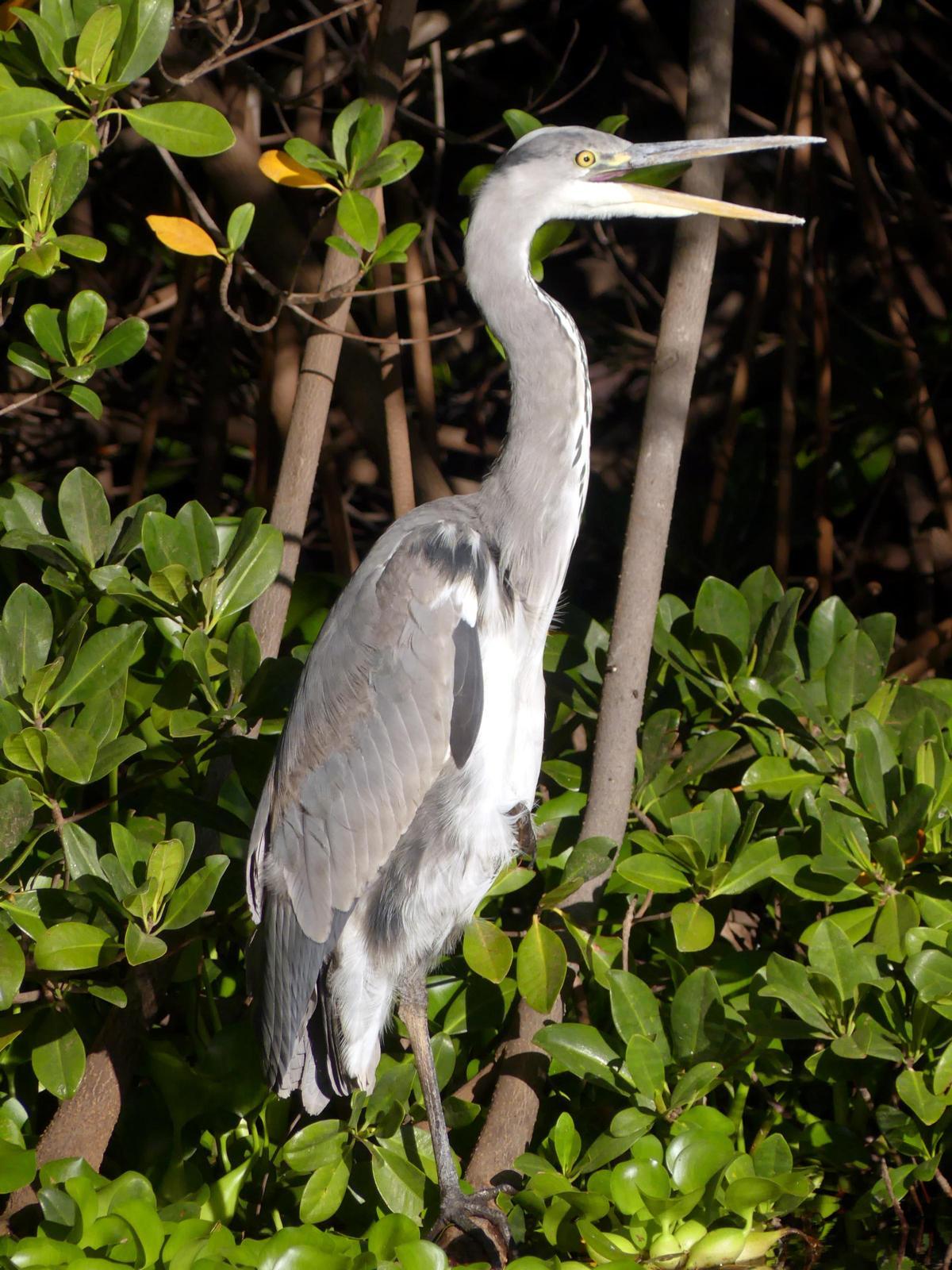 Aves en el Palmétum.