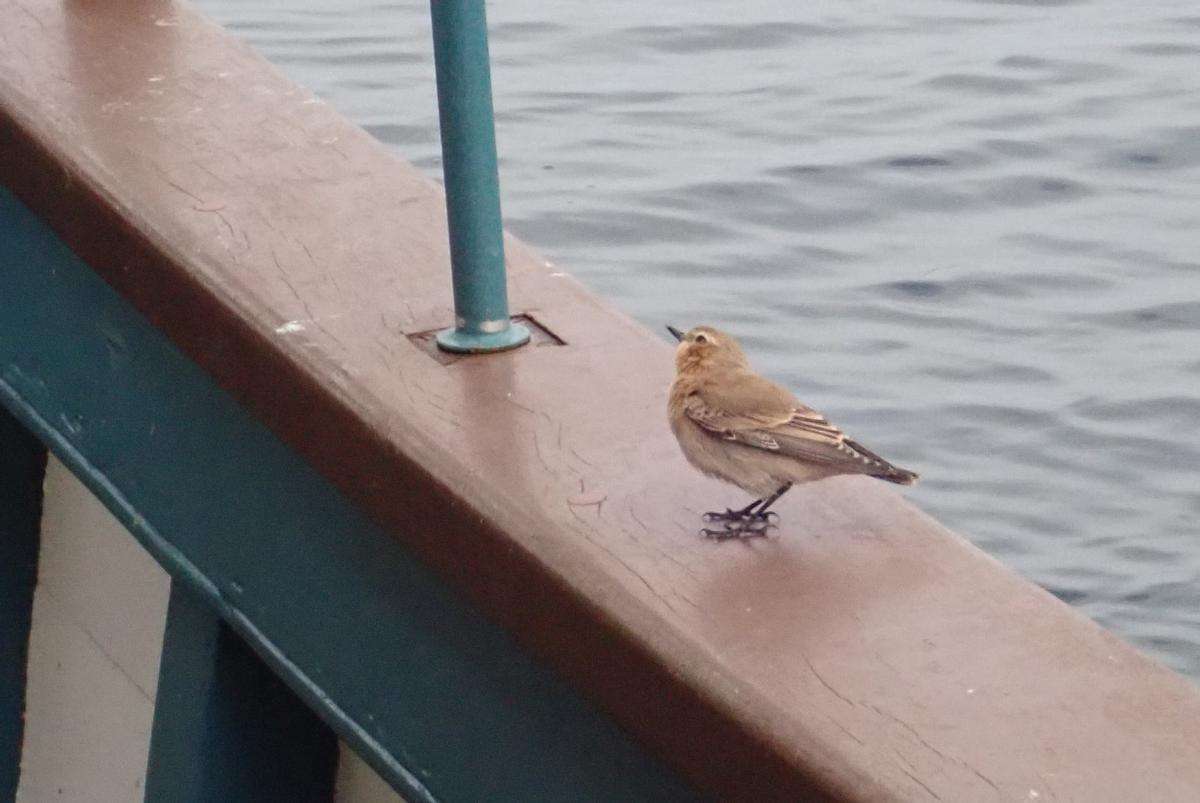 Uno de los pájaros que se posan ocasionalmente en el "Chasula" para descansar. Uno de los pájaros que se posan ocasionalmente en el "Chasula" para descansar.