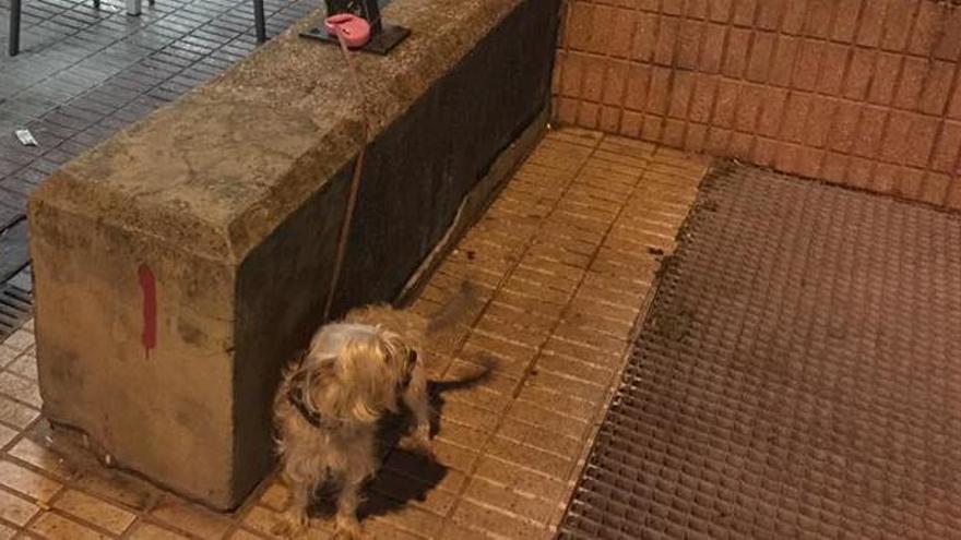 Denuncia a los dueños de bar de Gijón que no le dejaron cenar en la terraza con su perro