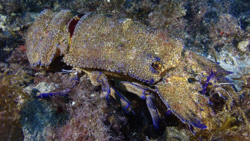 Esta cigala fue rescatada de una red fantasma en sa Conillera y aún muestra restos de la malla. / CAT