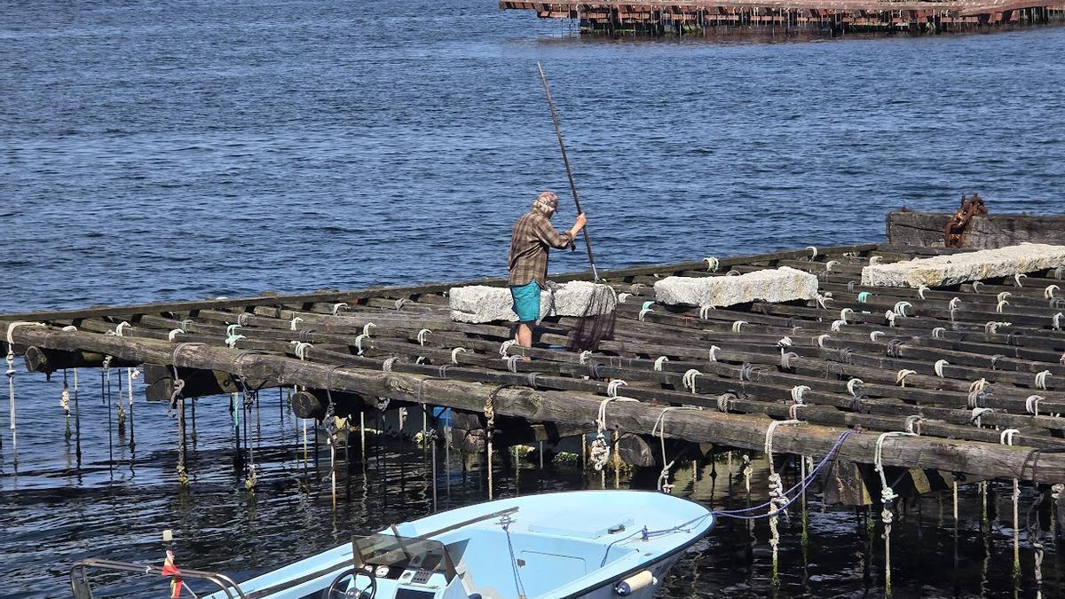 El viaje en catamarán permite al viajero ver a los "trueleiros" que capturan camarón.