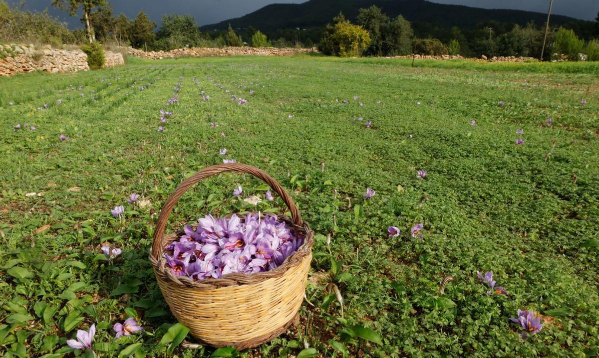 Oro en flor | J.A. RIERA