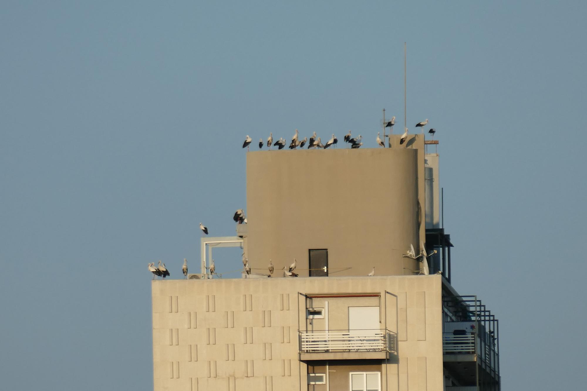 Dsenes de cigonyes fan parada a Figueres