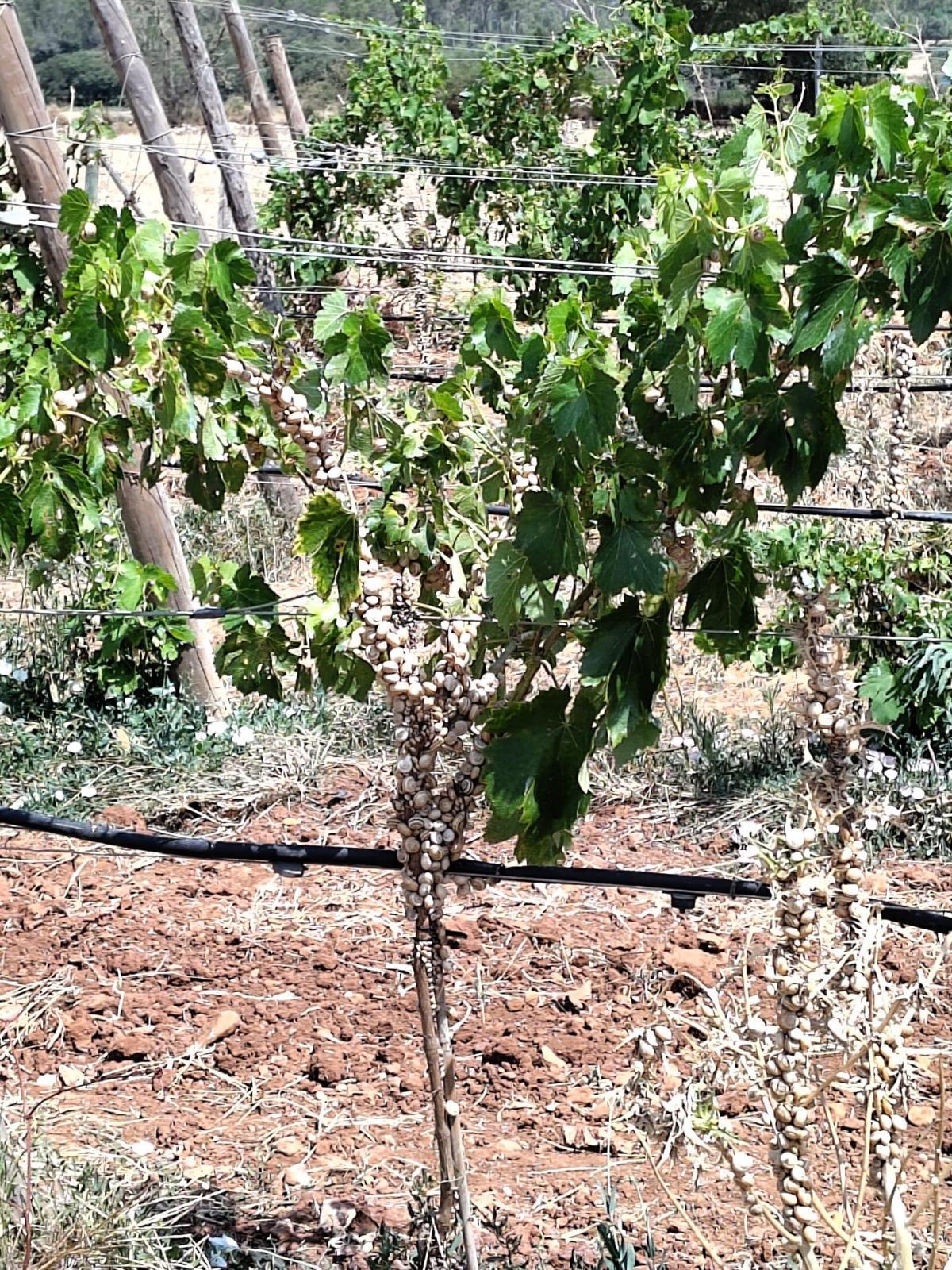 Las viñas también son víctimas de la proliferación de 'caragolins'.