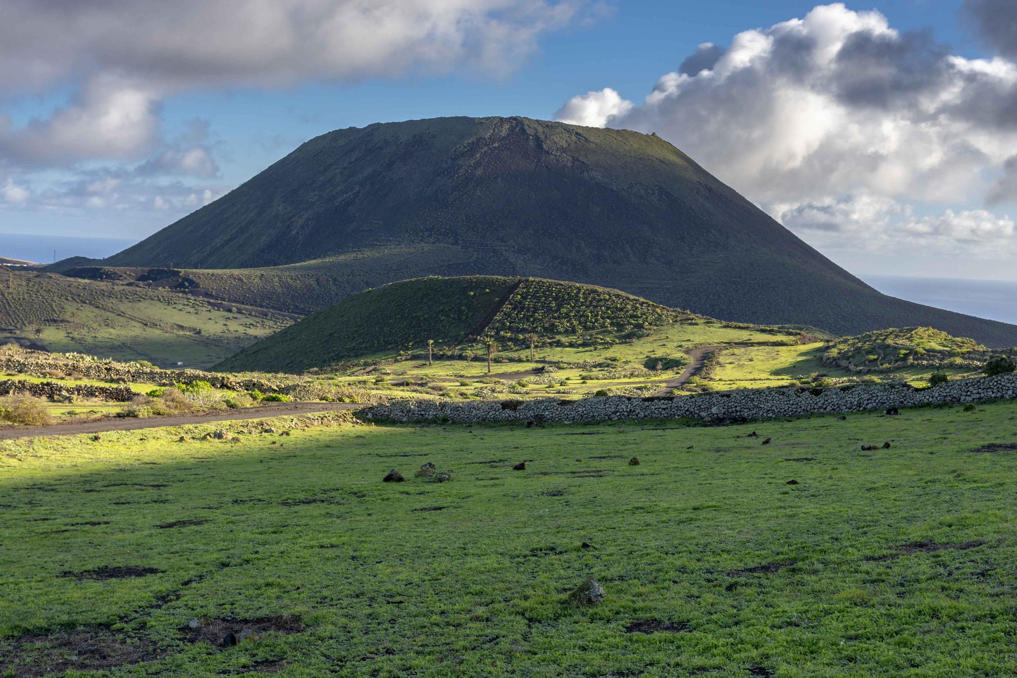 El norte de Lanzarote se tiñe de verde tras las recientes lluvias de este invierno