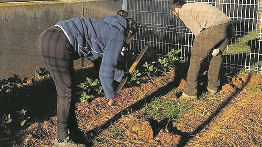 Vila-real acercará los cultivos ecológicos a los escolares a través del cuidado de huertos