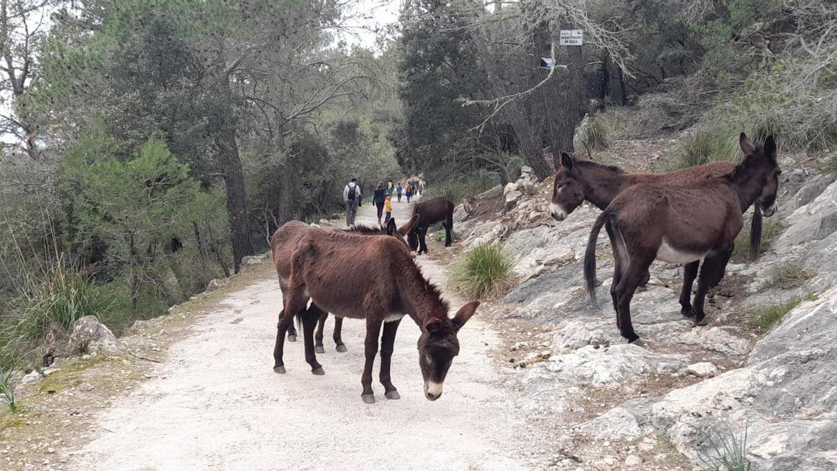 Los burros, en el camino del castillo de Alaró antes de ser transportados a Natura Parc.