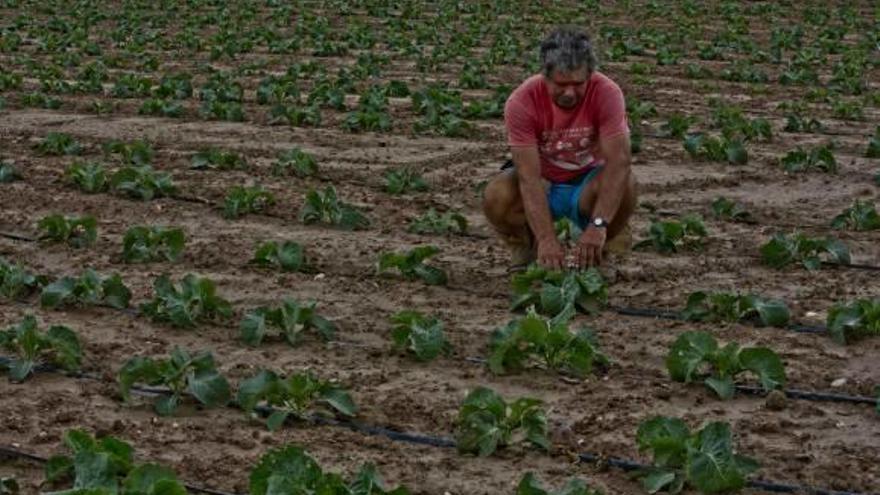 Un bancal recién plantado con hortalizas de invierno en Elche.