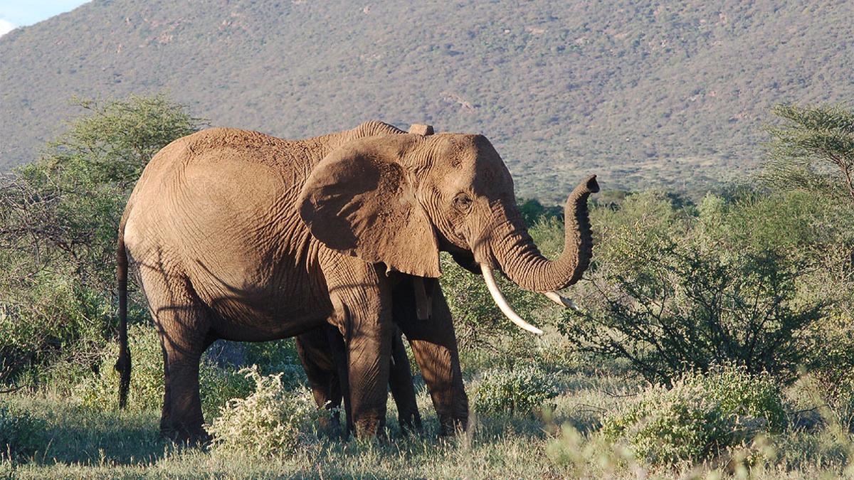 Un elefante, en el parque natural Samburu, en Kenia.