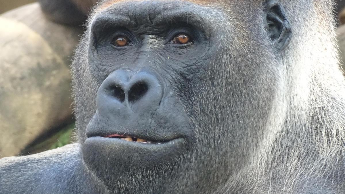 Xebo, gorila del Zoo de Barcelona