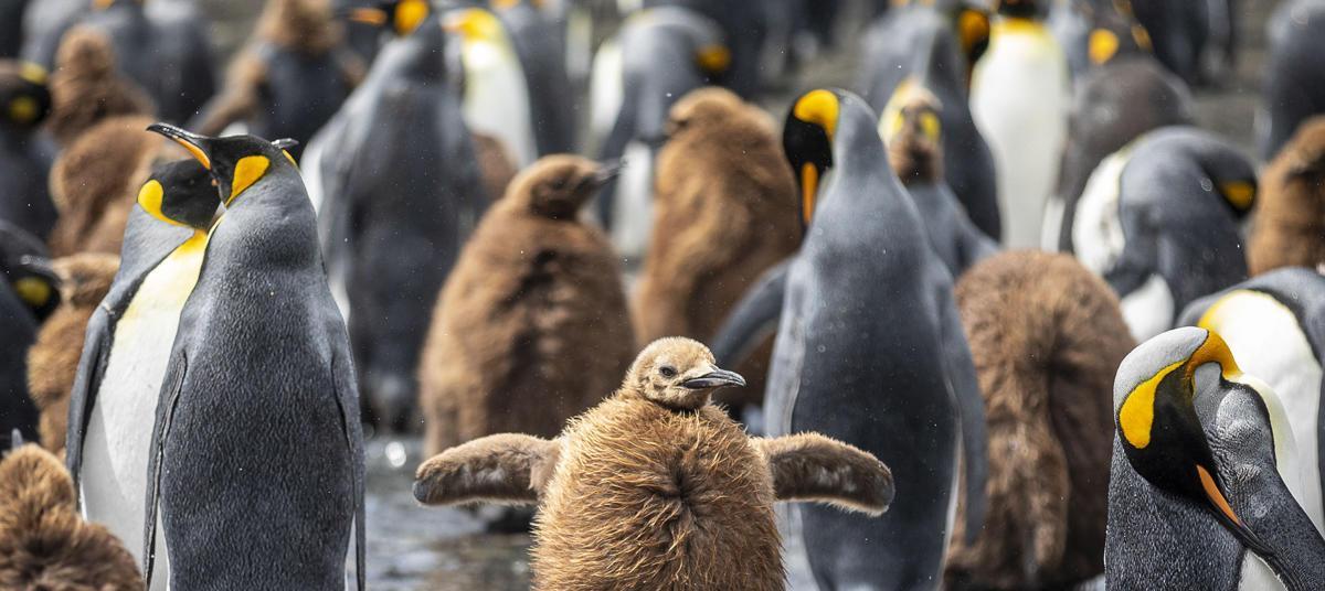 Una colonia de pingüinos rey.