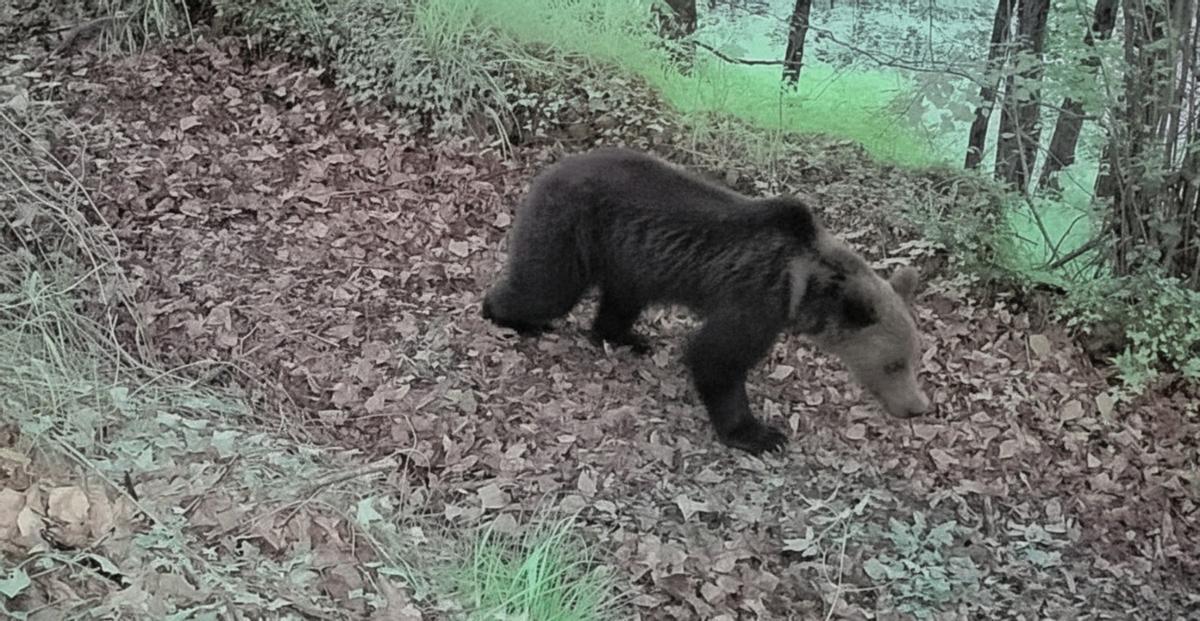 Otro de los osos grabados.