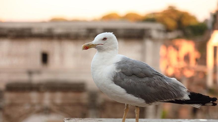 Gaviotas y halcones contra palomas