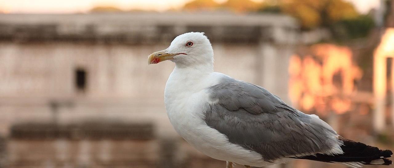 Las gaviotas nos observan mucho más de lo que pensamos.