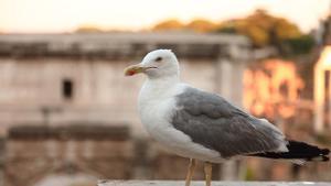 Las gaviotas nos observan mucho más de lo que pensamos.