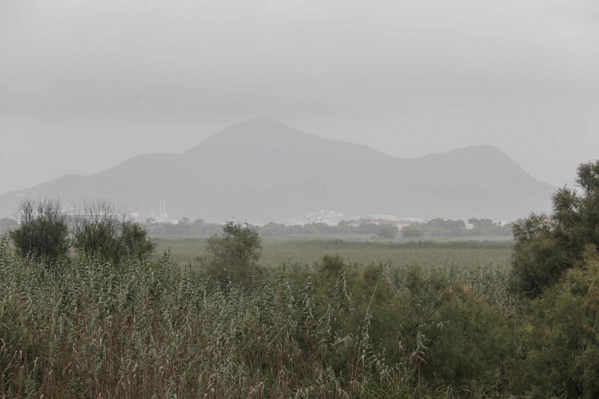 S'Albufera, un año después del incendio