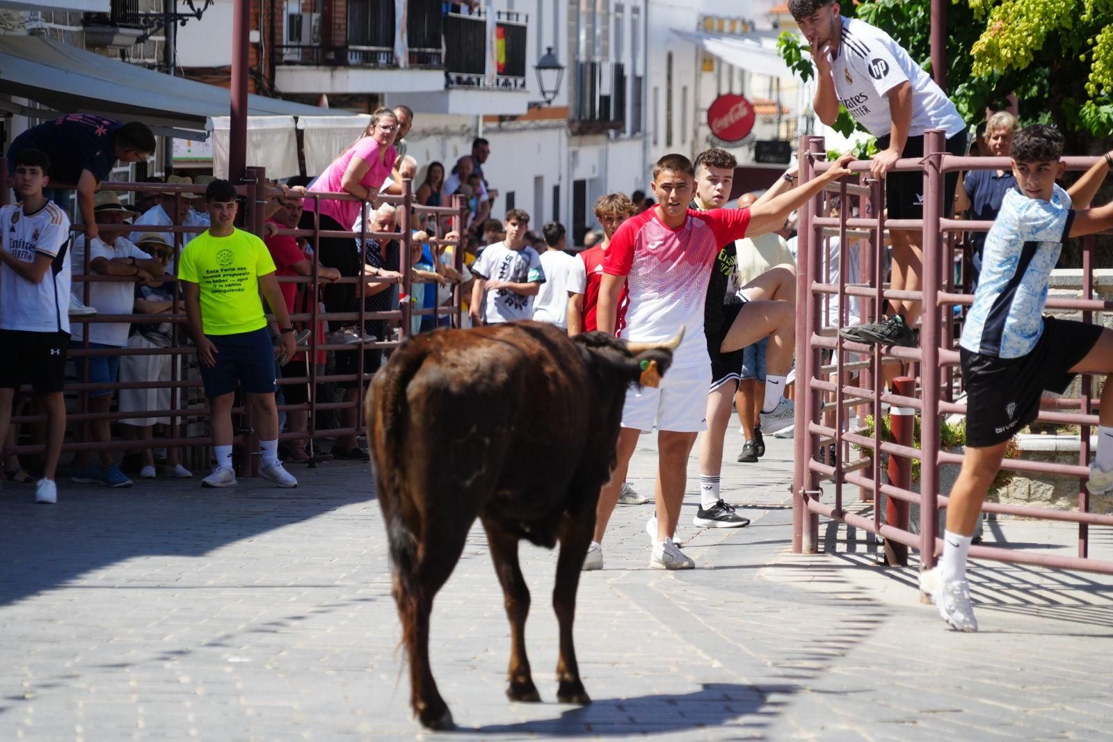 Alcaracejos vive con intensidad el inicio de sus tradicionales encierros de vaquillas