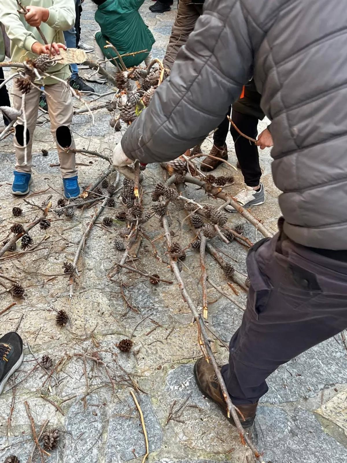 Las imágenes de la retirada del Pi de Sant Antoni de Pollença