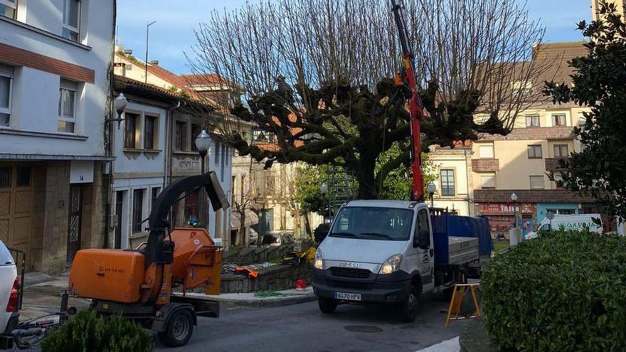 Villaviciosa inicia el plan municipal para preservar árboles singulares