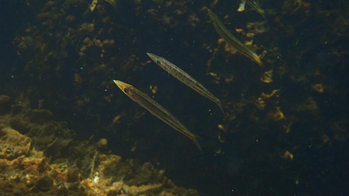 Barracuda Juveniles – sphyraena viridensis.jpeg