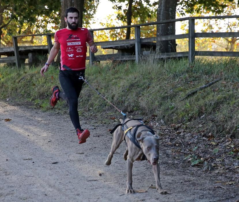 Canicross Vigo participará en la carrera de perros y sus dueños del próximo domingo en Castrelos con una exhibición de alto nivel.