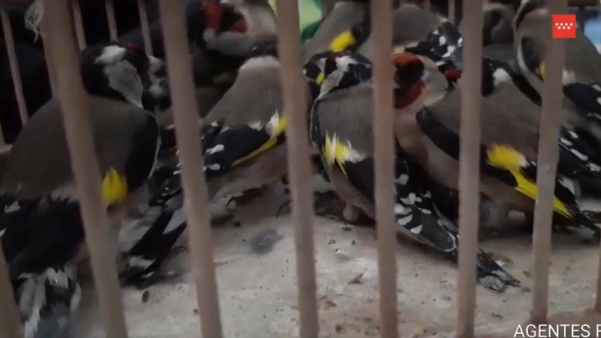 Agentes Forestales interceptan en Leganés la venta fraudulenta de casi 30 jilgueros capturados ilegalmente