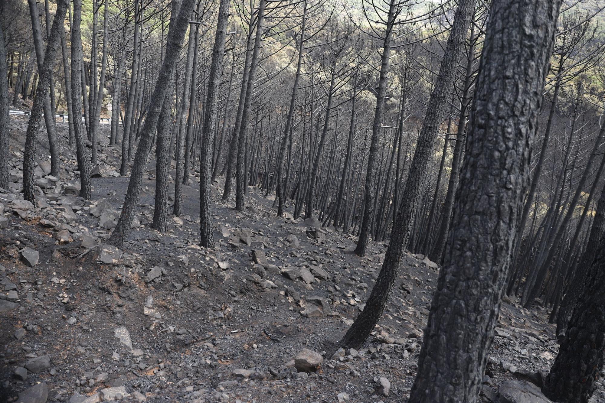 El Paraje de las Peñas Blancas en Estepona arrasado por el fuego