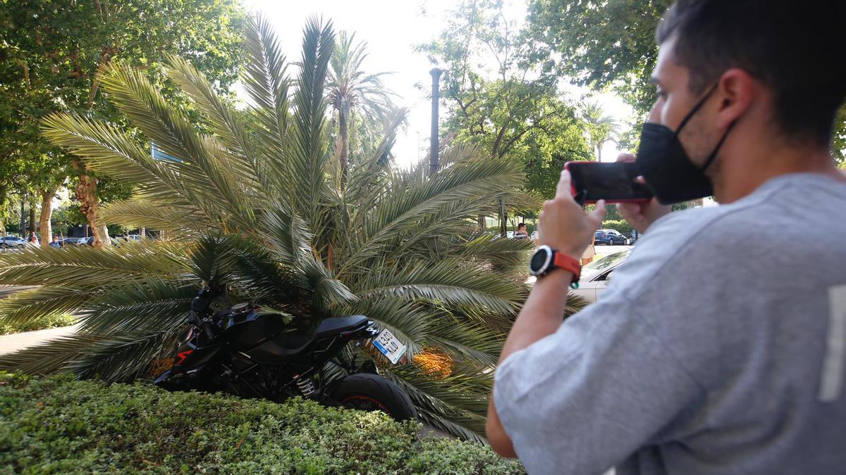 Una moto se encontraba aparcada en la acera sobre la que ha caído la palmera.