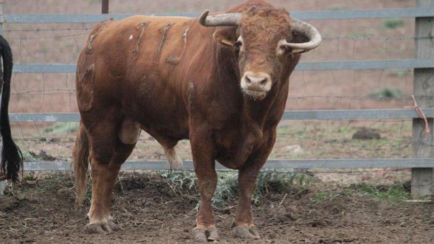 Almassora rescata la corte de honor infantil y los toros en las fiestas de Fátima
