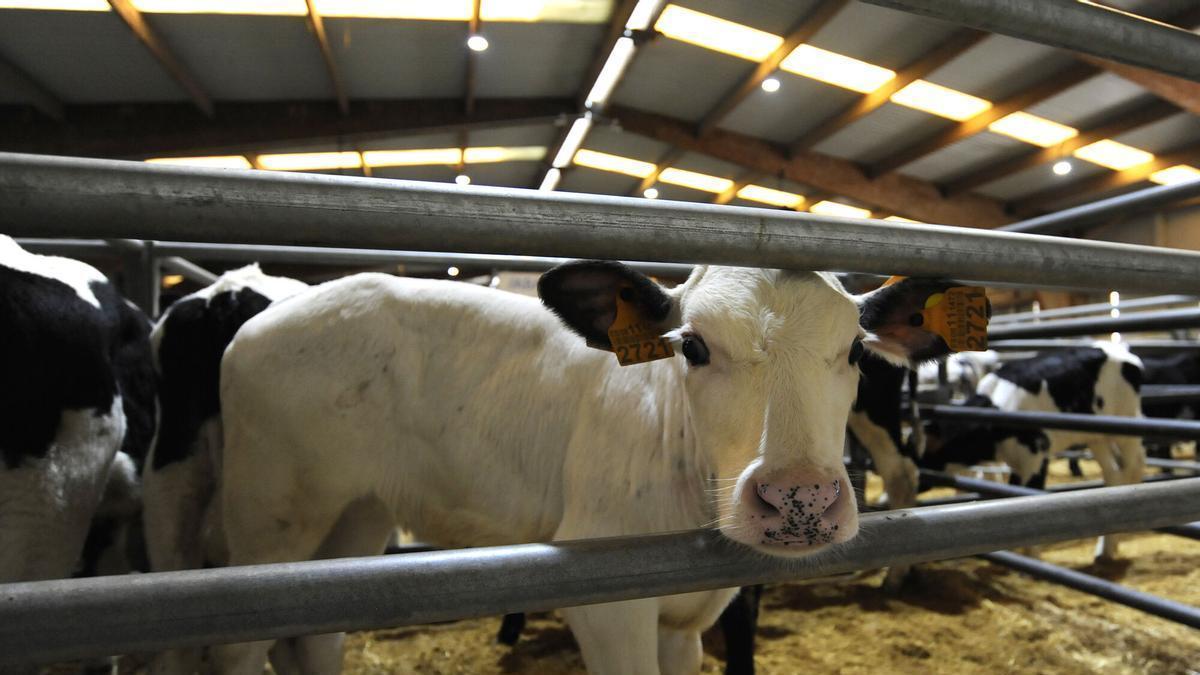 Los controles de la PAC detectan en Galicia casi la mitad de las irregularidades de bienestar animal de España