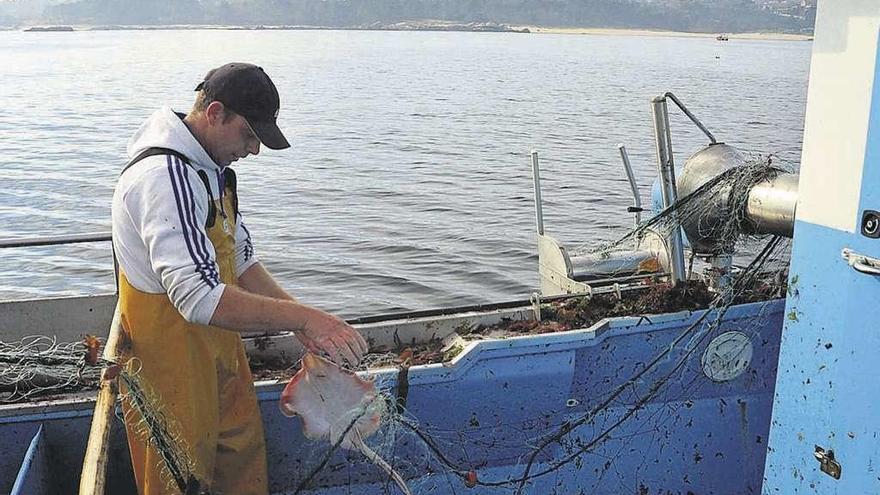 Un pescador recupera una raya de sus redes.