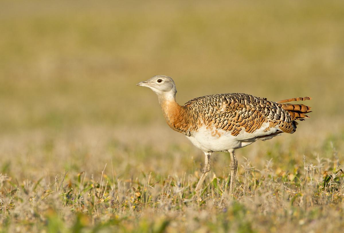 La avutarda tendrá un plan especial de acción para recuperar la especie