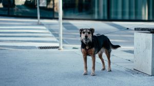 ¿Pueden entrar los perros y otras mascotas en los colegios electorales?