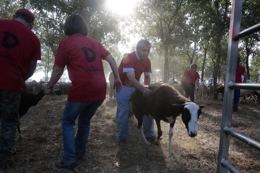 Fiesta de la Trashumancia en San Vitero