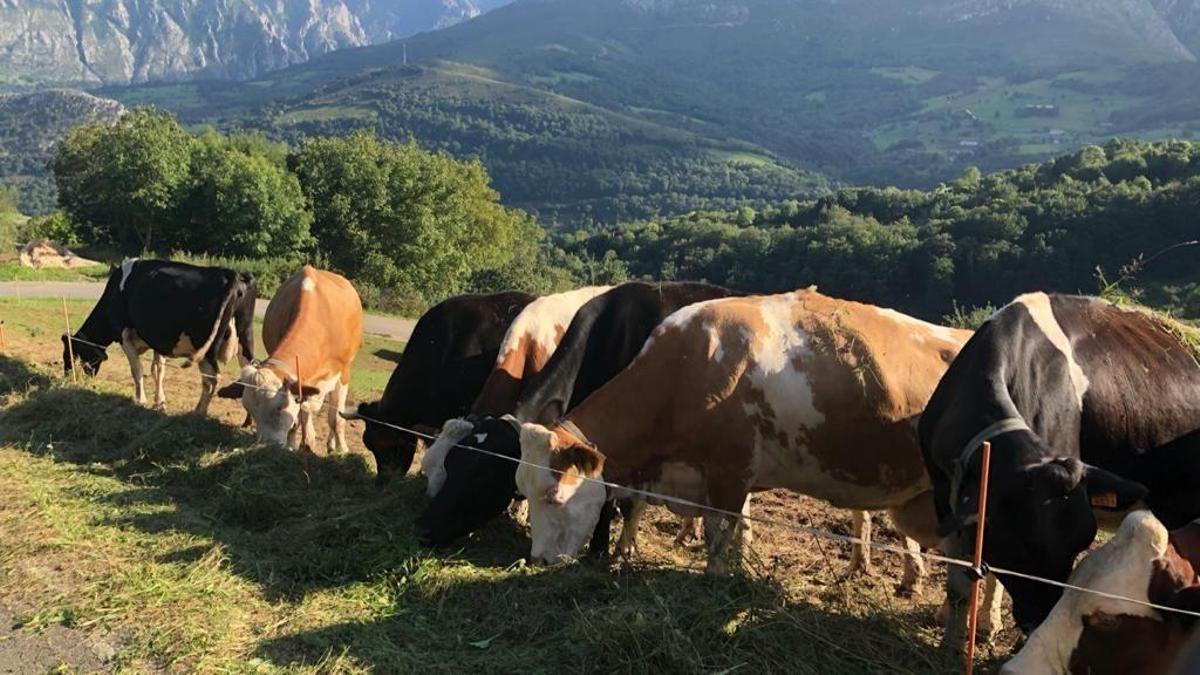 Ganadería ecológica en Cabrales.