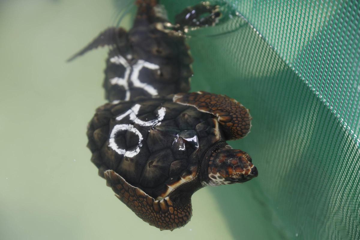 Las tortugas del Acuario de Gijón pegan el estirón