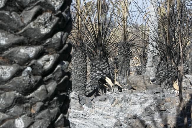 INCENDIO EN LA PALMA