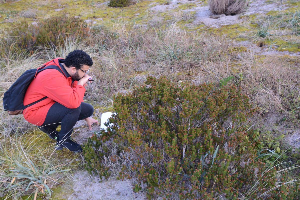 El investigador Tomás Arteta observa un arbusto de «camariña» en Illas Atlanticas.