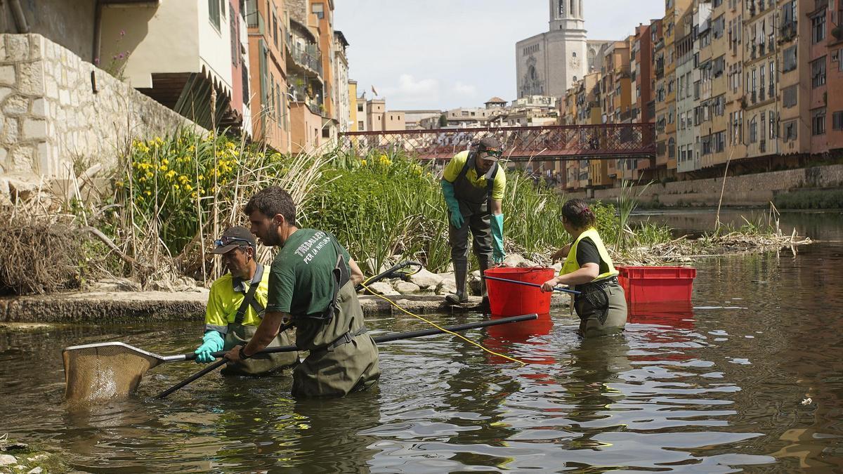 Pesca elèctrica de peixos al riu Onyar de Girona, a l'abril.