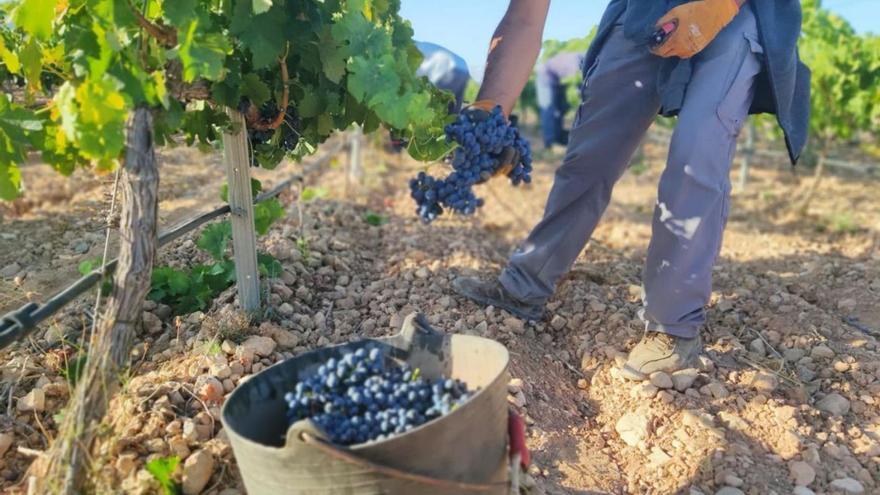 Recolección de uva en una plantación de Jumilla. | JOSÉ GARCÍA