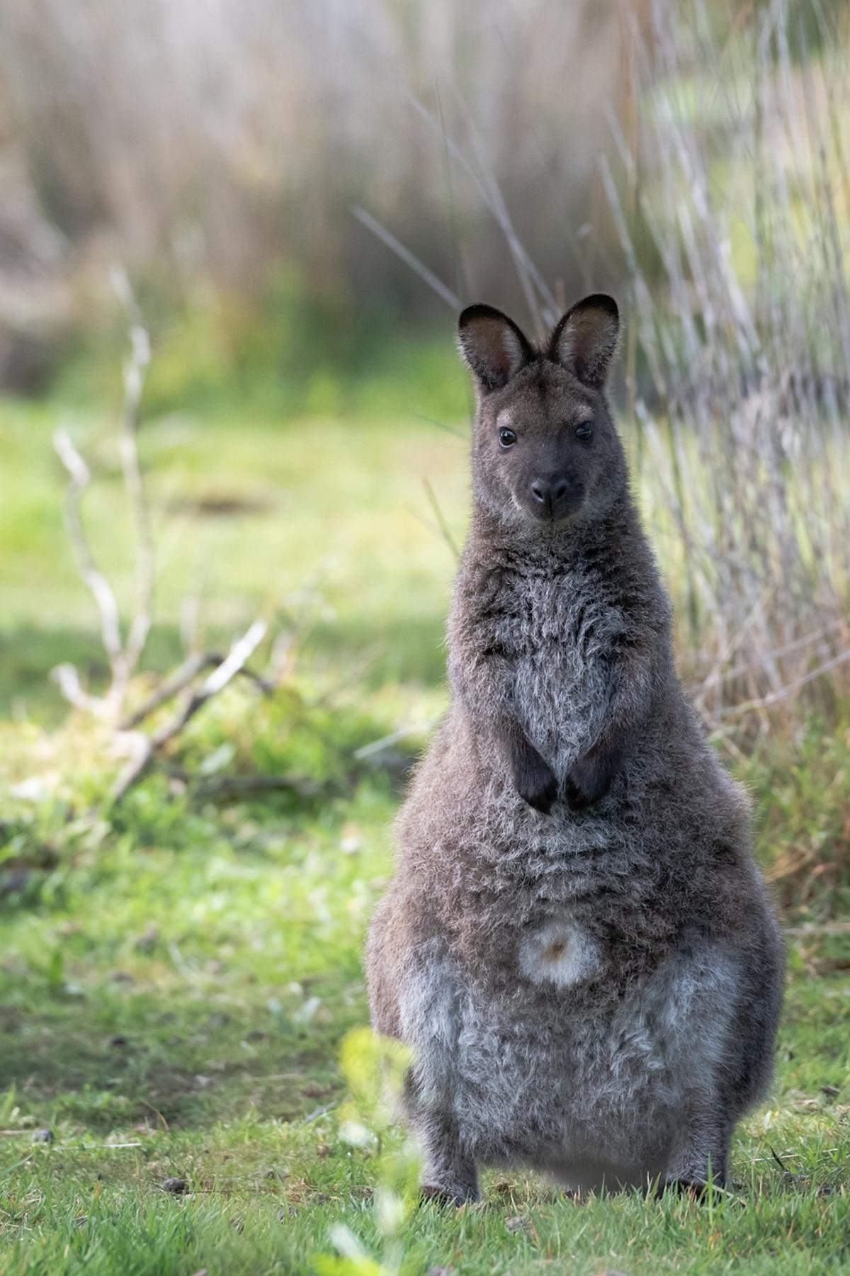 Los Wallabies, marsupiales australianos, consumen opio para colocarse