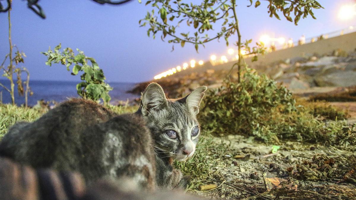 Algunas de las principales colonias de gatos callejeros de Torrevieja se encuentran el entorno del dique de Levante y el Hombre del Mar