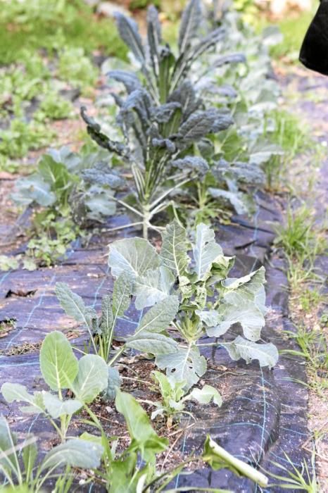 In den Beeten der Biogranja La Real bei Palma wachsen gleich vier supergesunde Sorten des Modegemüses "Kale".