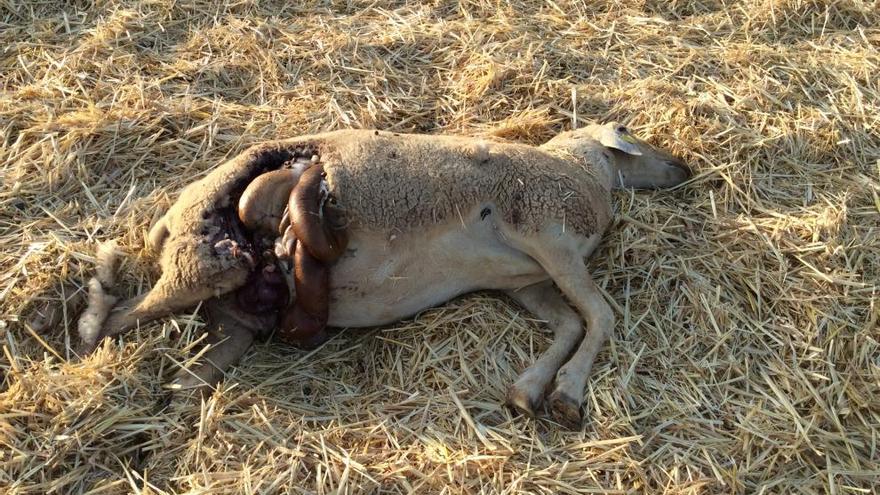 Una de las ovejas muertas por el ataque de lobos.