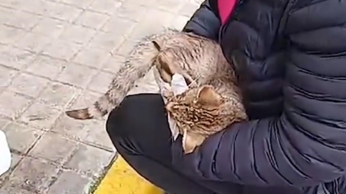 Una activista de Pacma con uno de los gatos envenenados.