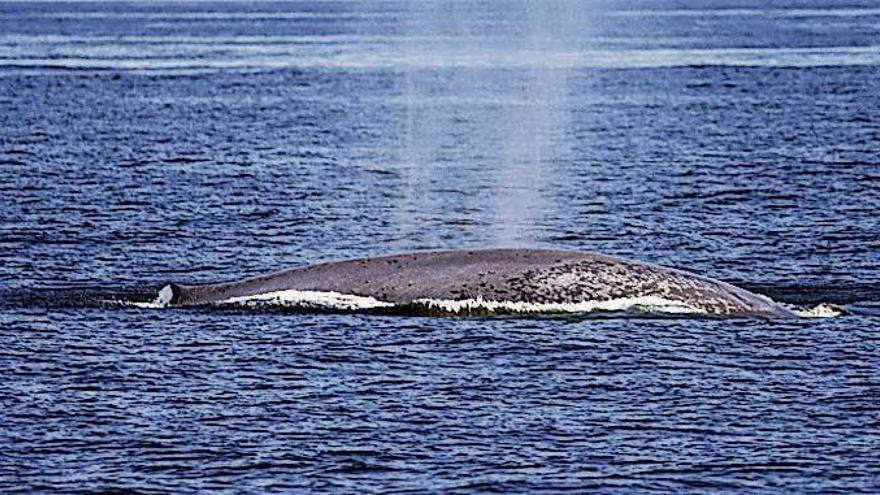 Una ballena azul es avistada en las Rías Baixas