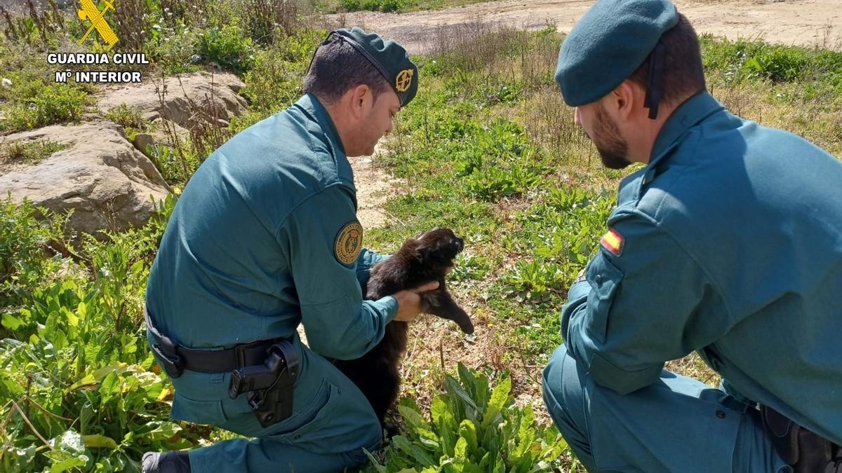 Agentes del Seprona con el gato muerto