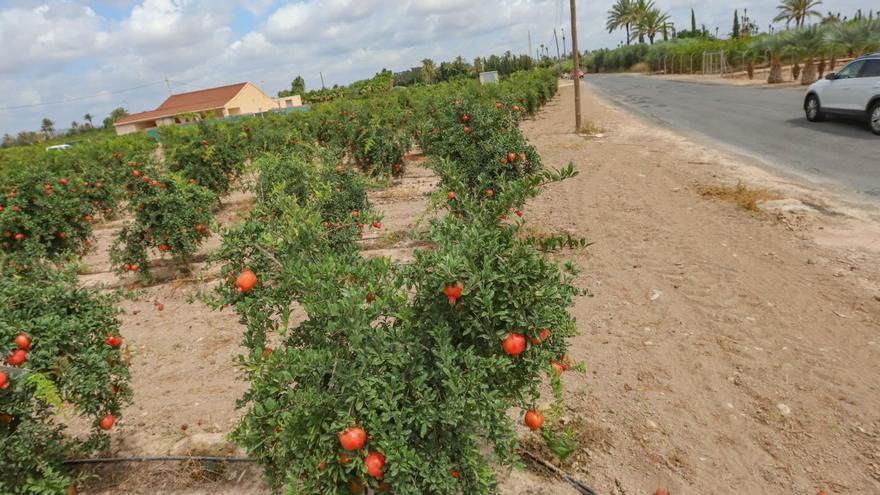 Los barrios y pedanías de Elche tendrán plenos trimestrales y un presidente remunerado