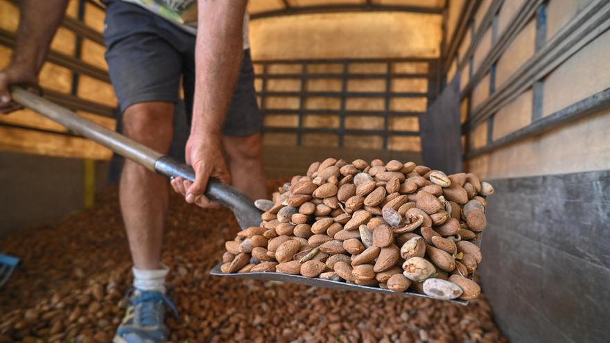 Nuevo golpe a la almendra de Castellón: Europa pone una alfombra roja a los frutos secos de EEUU